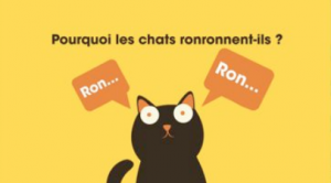 CHIENS&CHATS-NONYMOUS_APACOM