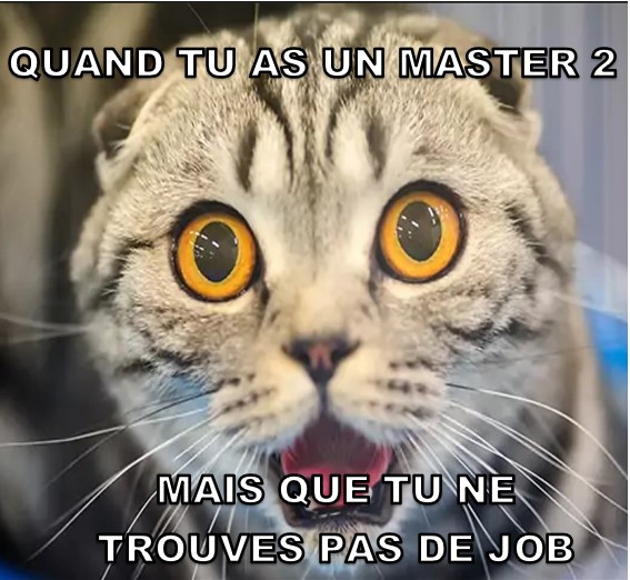 image humoristique avec chat